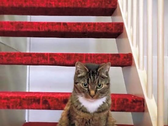 Фото Amsterdam Downtown Hotel