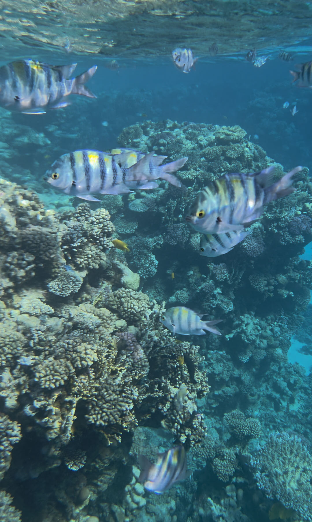 Фото Domina Coral Bay Resort, Diving, SPA & Casino