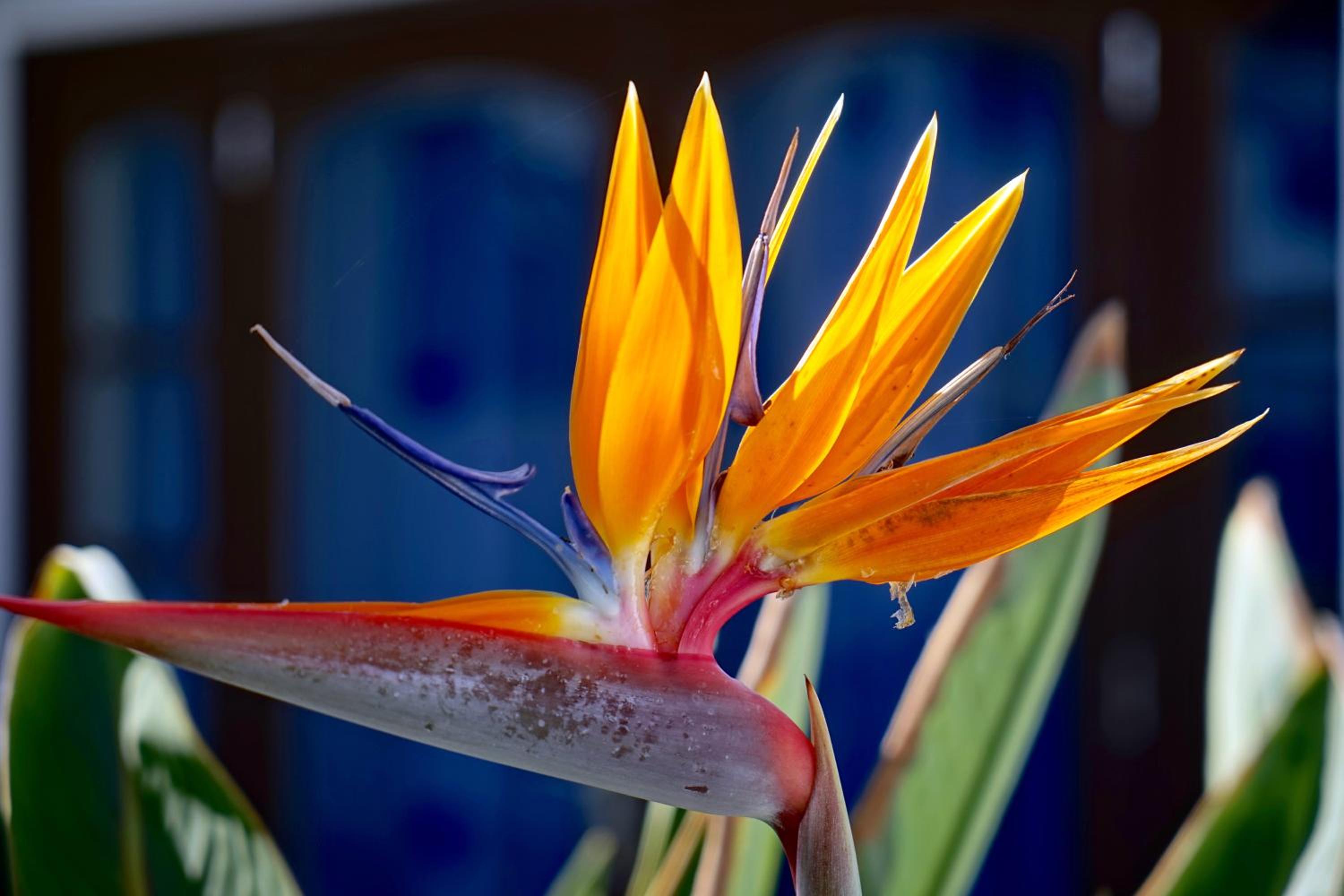 Фото Apartamentos Plaza Azul