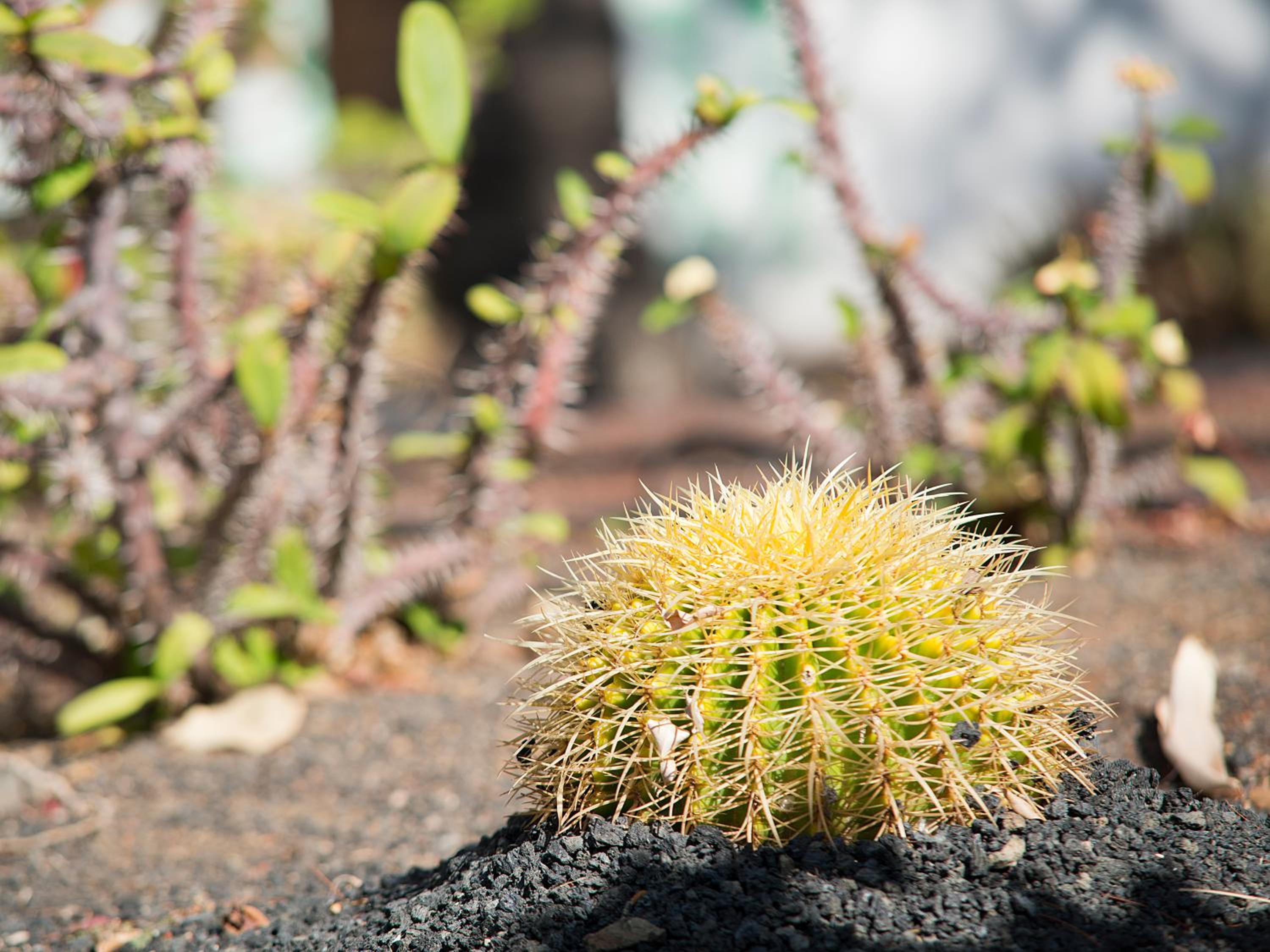 Фото Bungalows Vistaflor