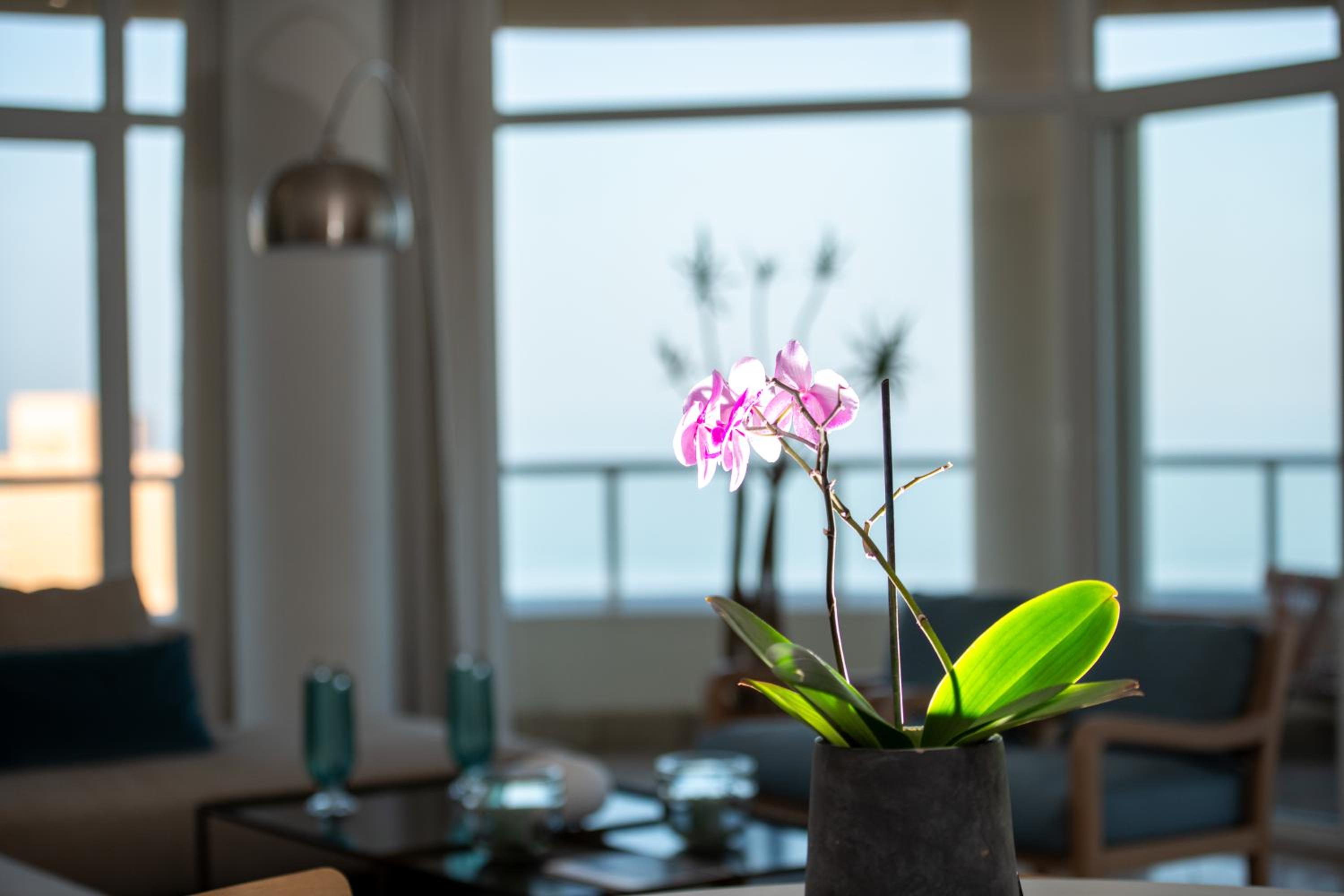 Фото 302 Oyster Schelles