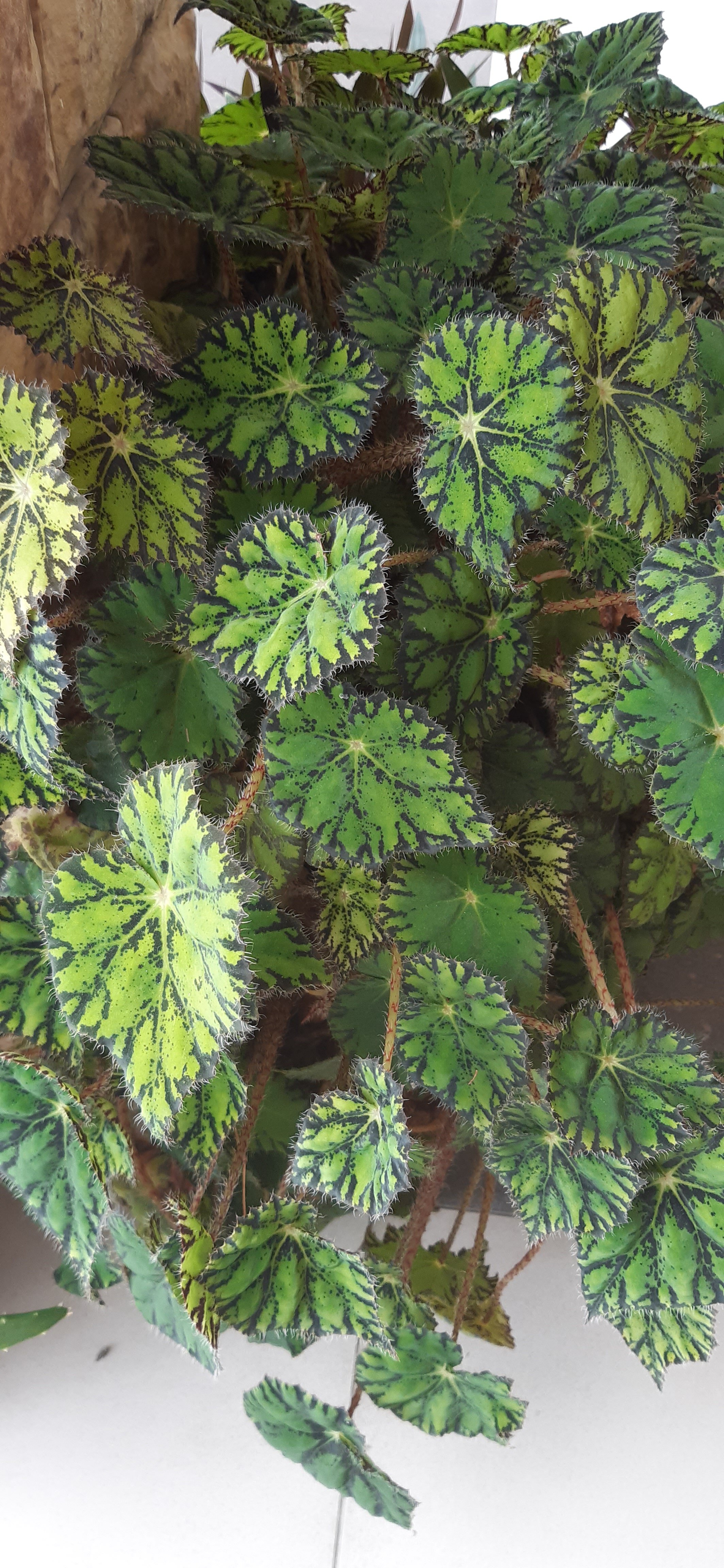 Фото Сан-Мари