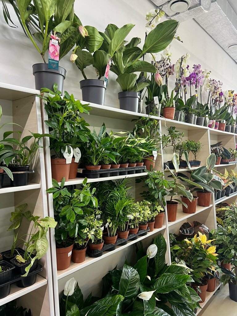 Garden center Растениум, Anapa, photo