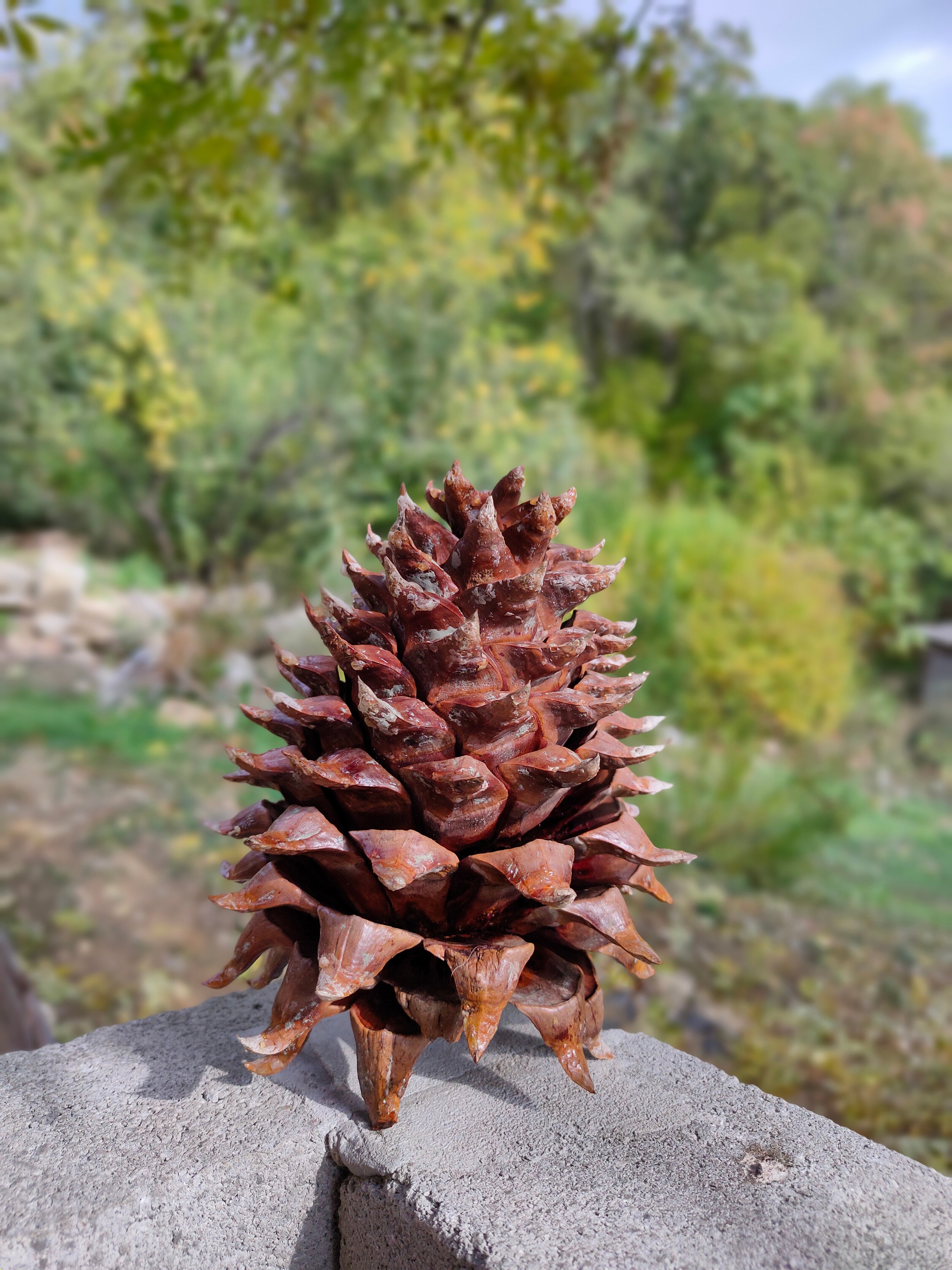 Фото Купольный домик в горах Крыма