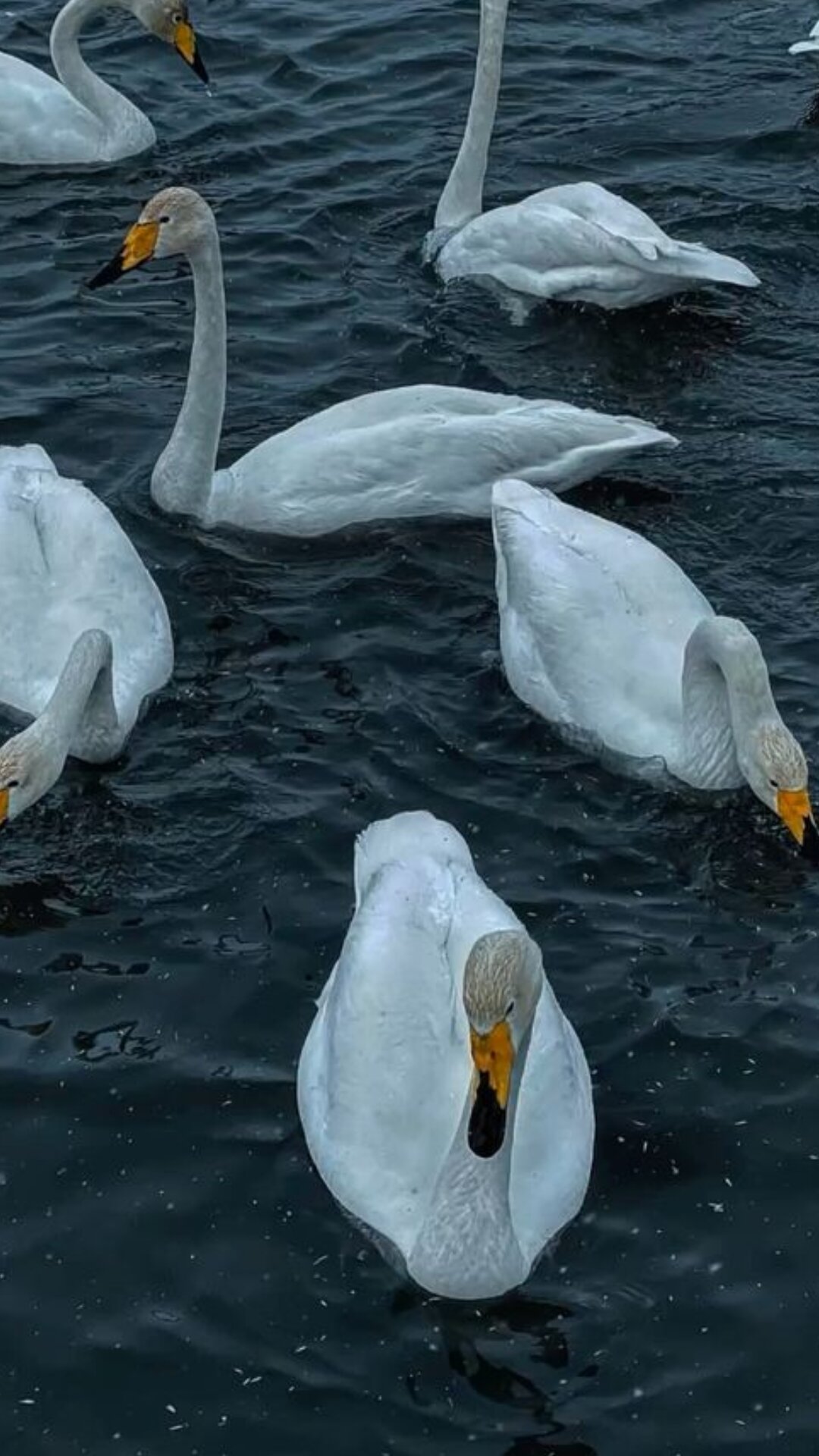 Фото Черная лиса