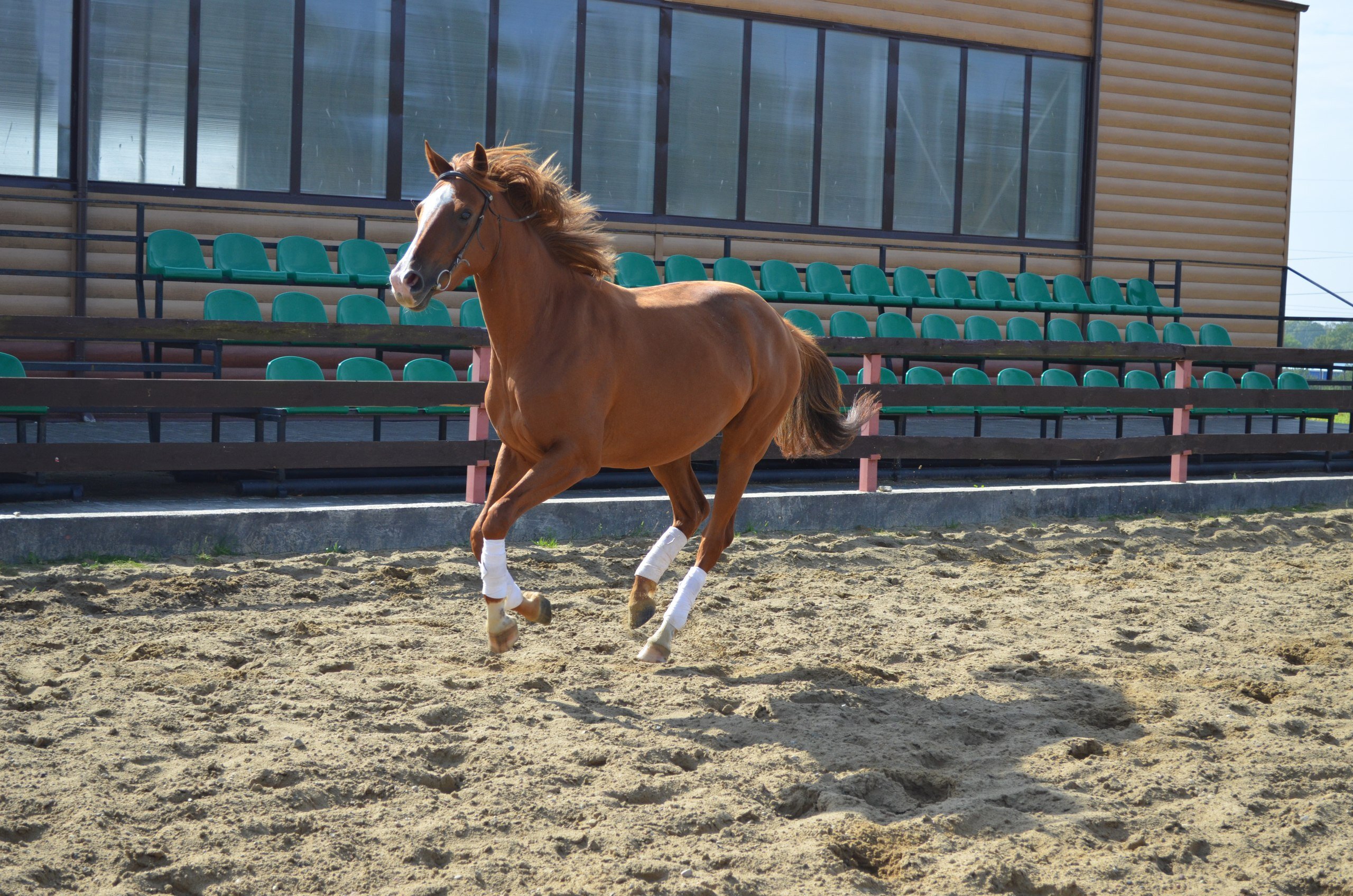 Фото Беккер