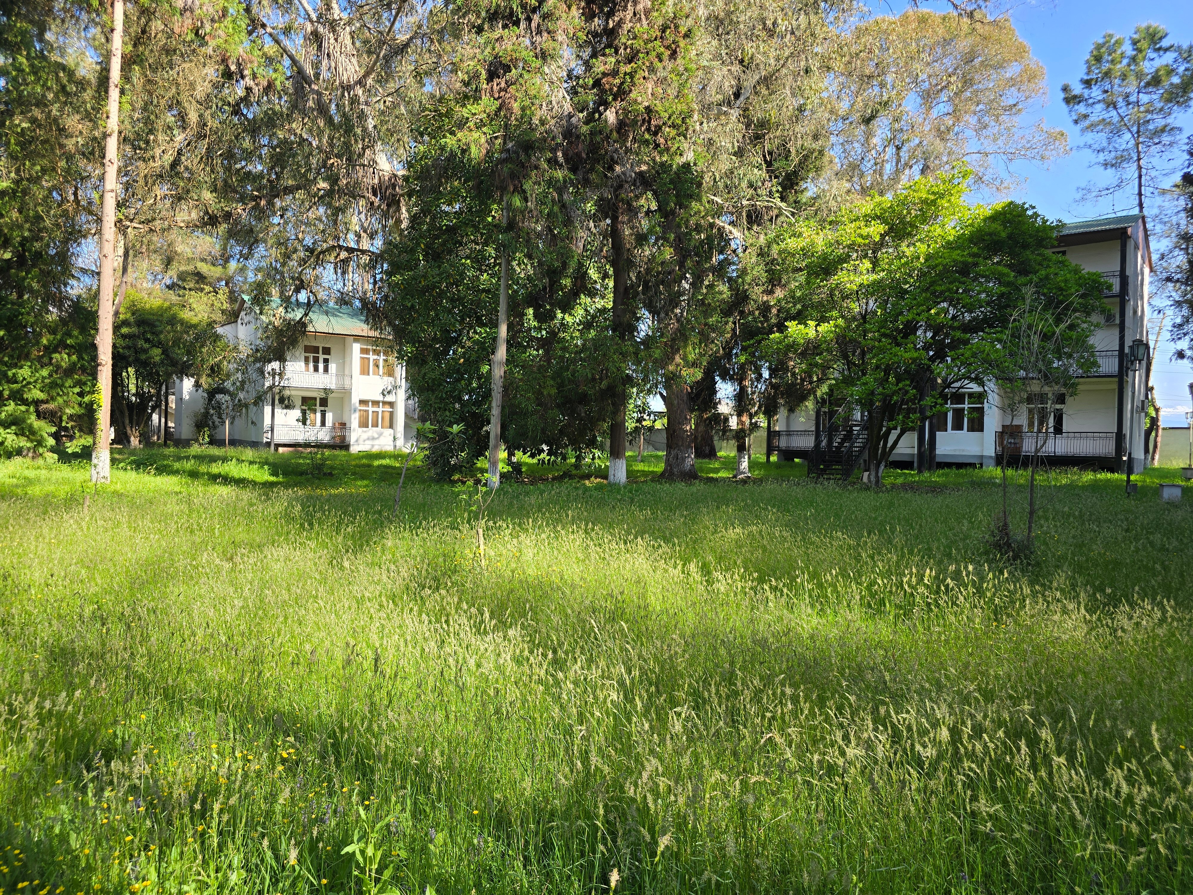 Фото Эвкалиптовая роща