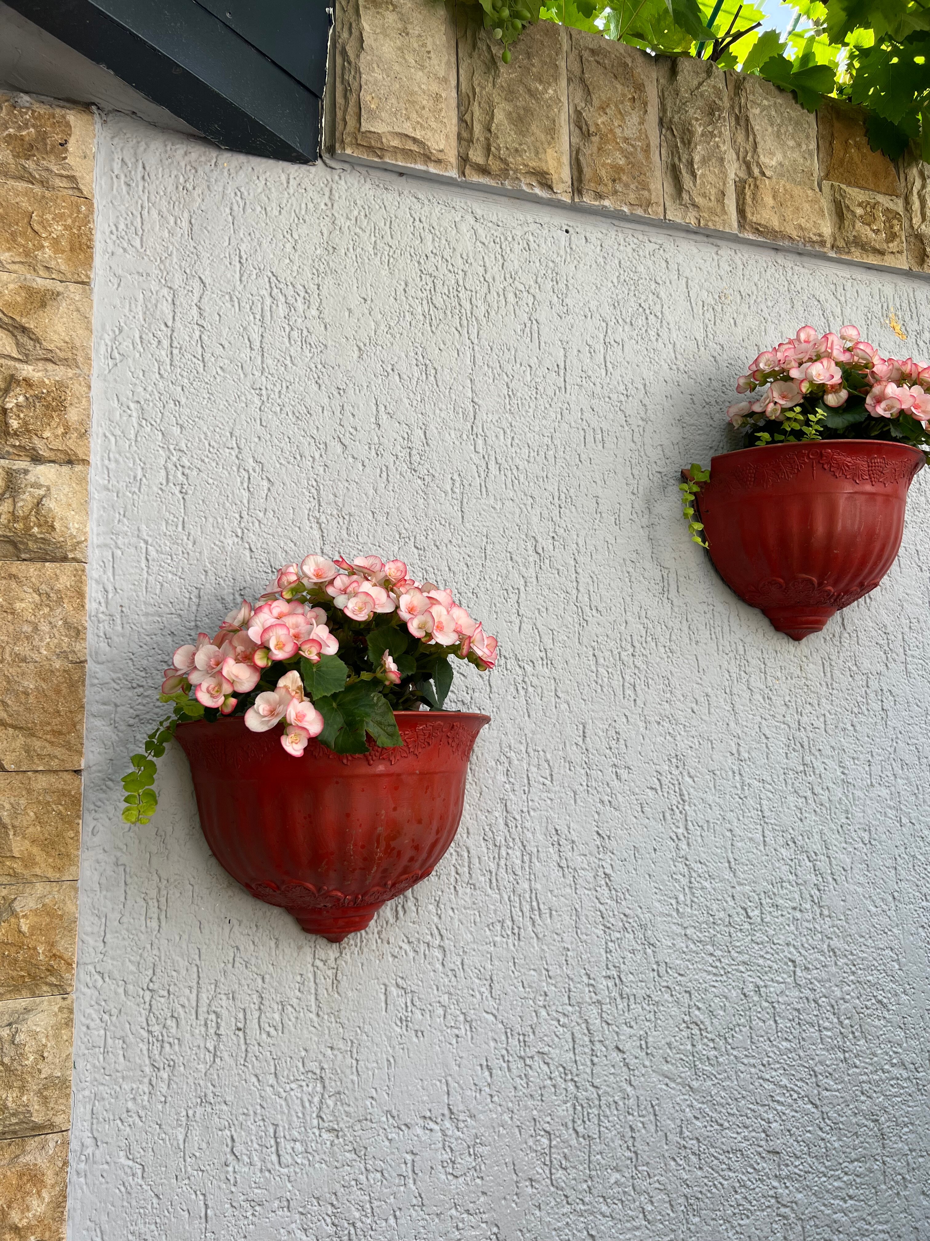 Фото Фламинго