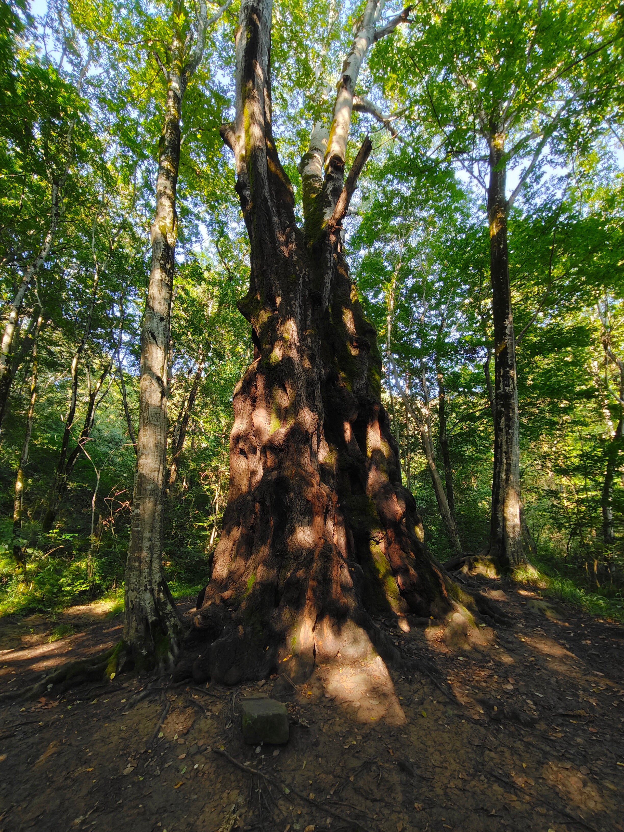 Фото Арагац 2