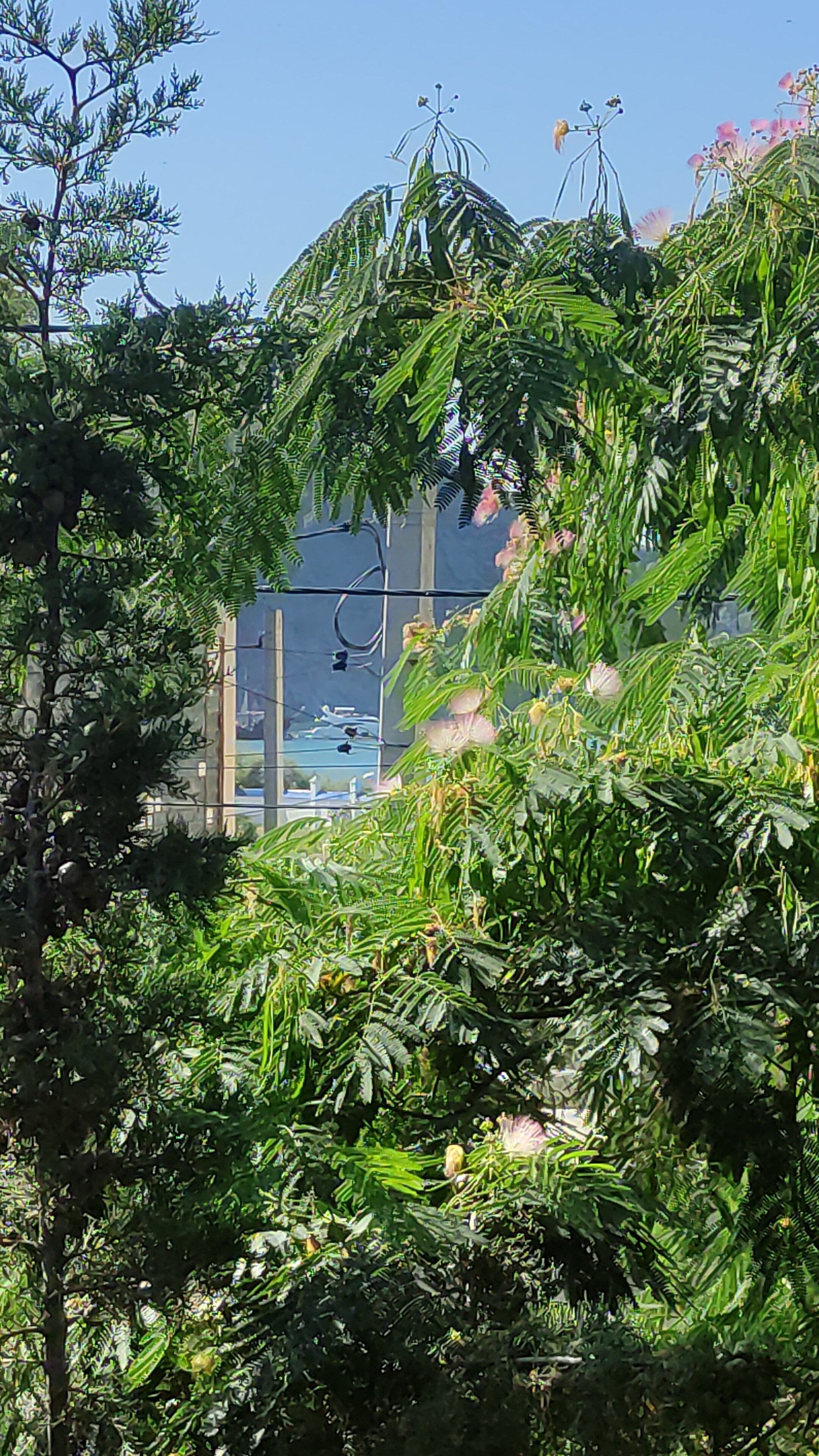 Фото Магнолия