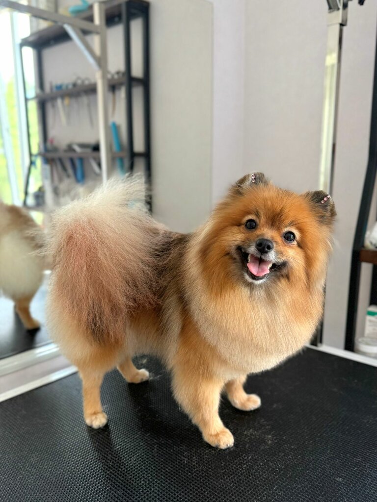 Pet salon Лапки в порядке, Smolensk, photo