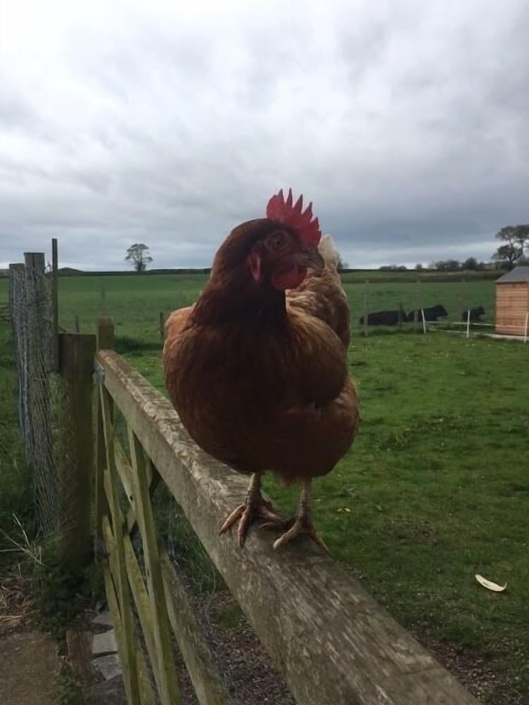 Фото The Moorhead Bed & Breakfast