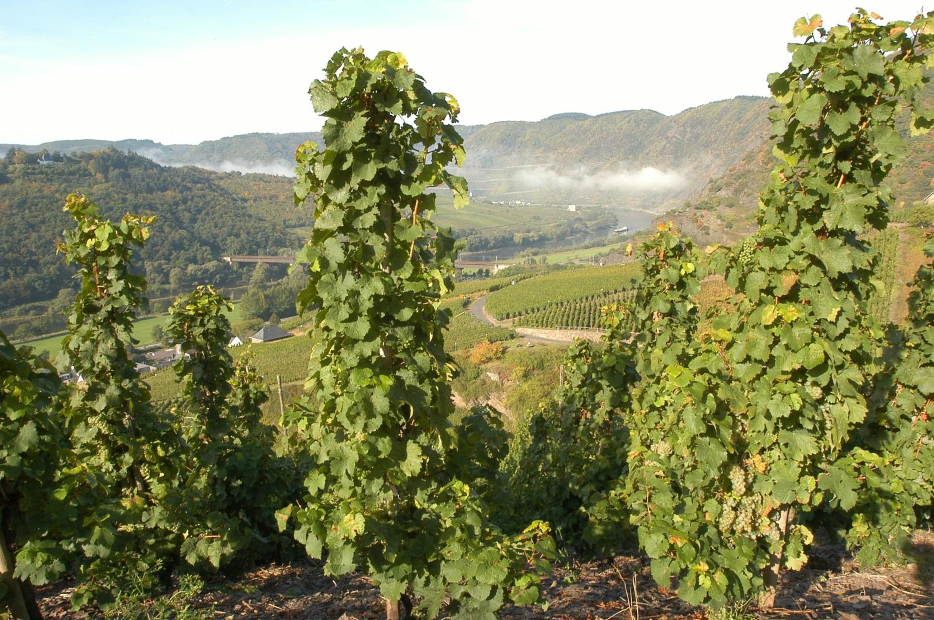 Фото Moselstern Hotel Weinhaus Fuhrmann