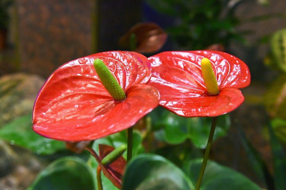 Фото Hotel Aeroporto