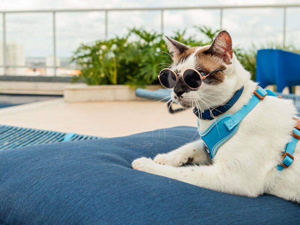 Фото Ibis Styles Belem Hangar