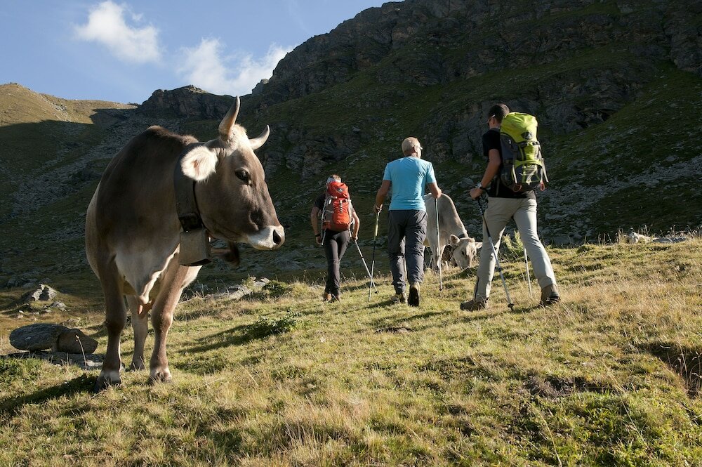 Фото Hotel Vedig
