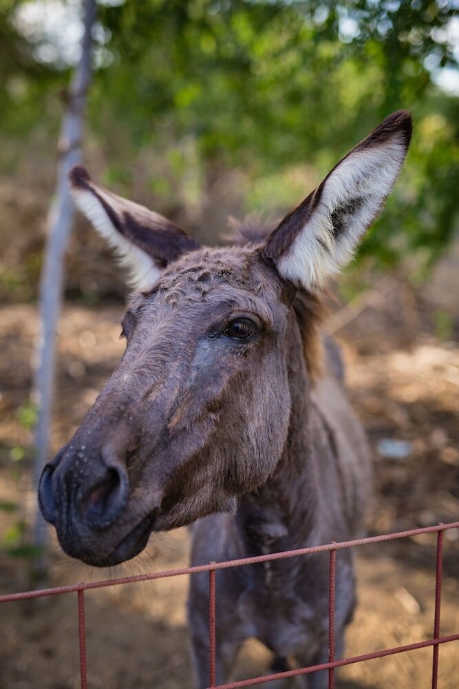 Фото Mondi Lodge