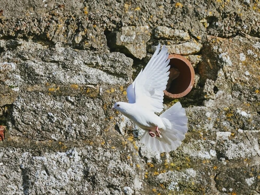 Фото Bosavern House