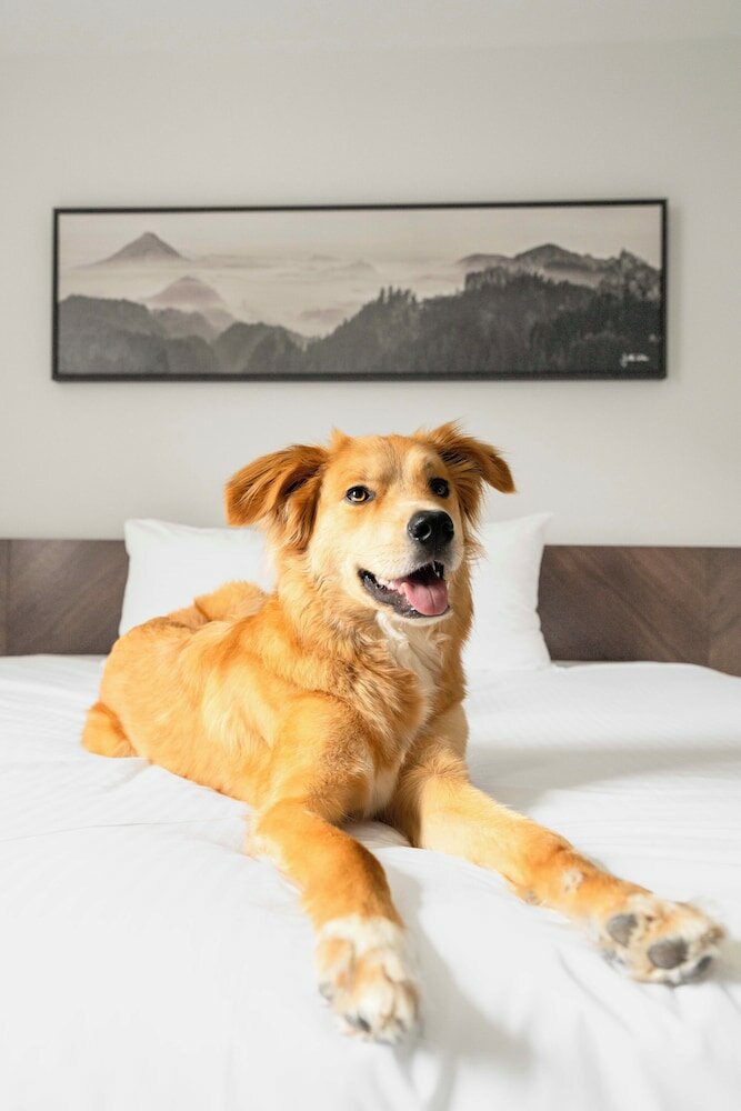 Фото Adara Hotel