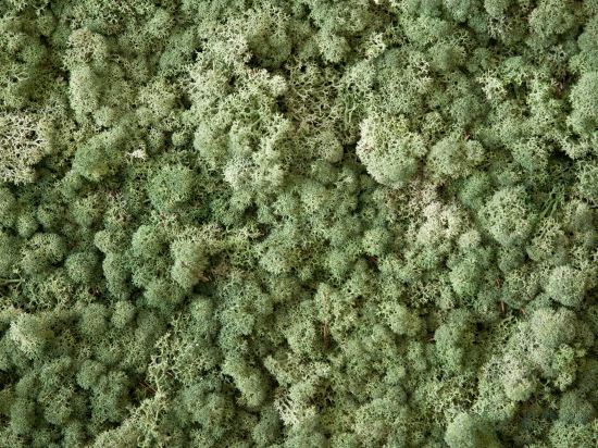 Фото Il Giardino dei Pini