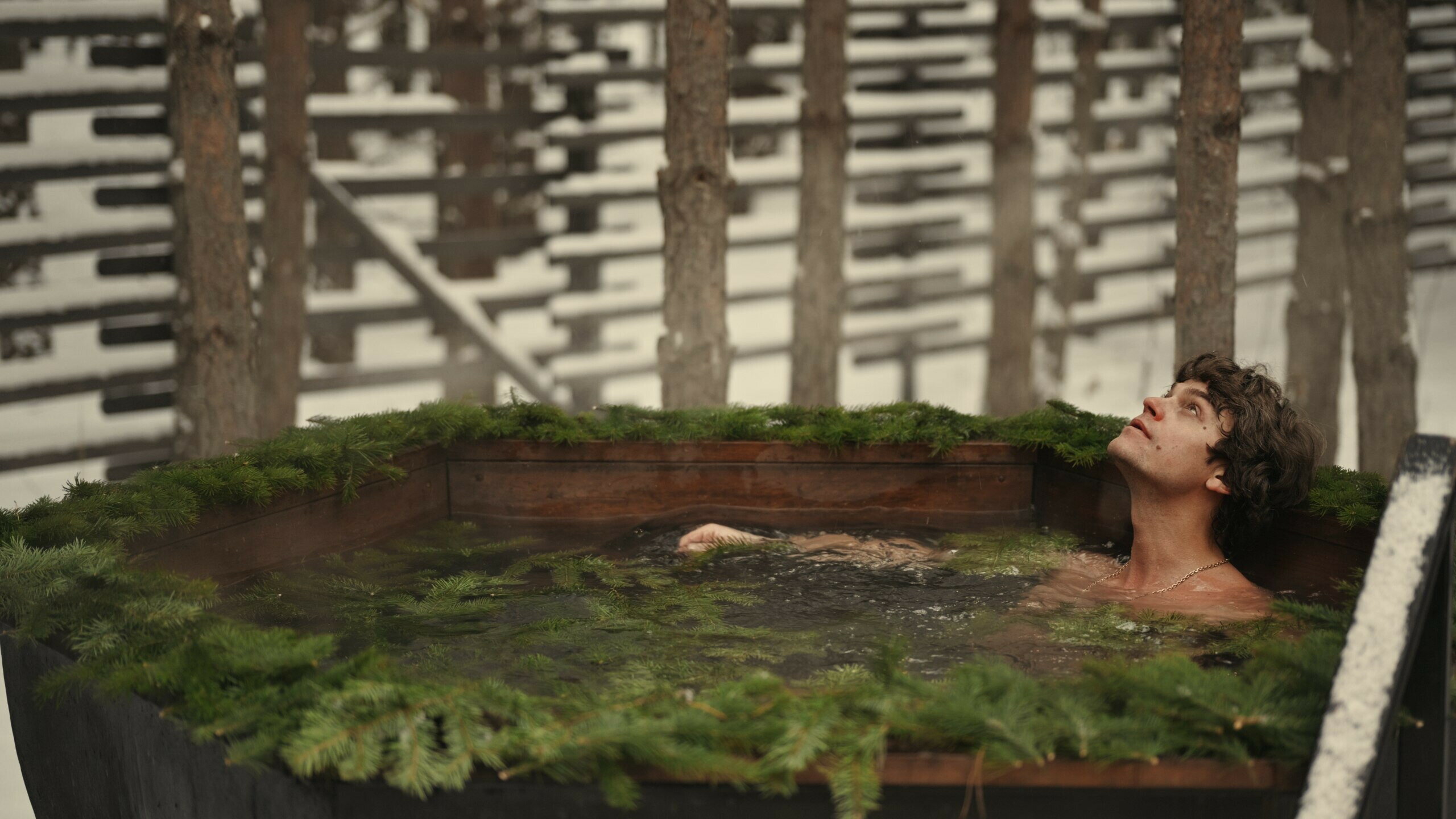 Фото Место под соснами