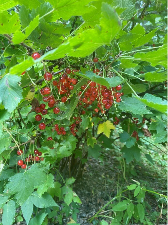 Фото Архангельская дача