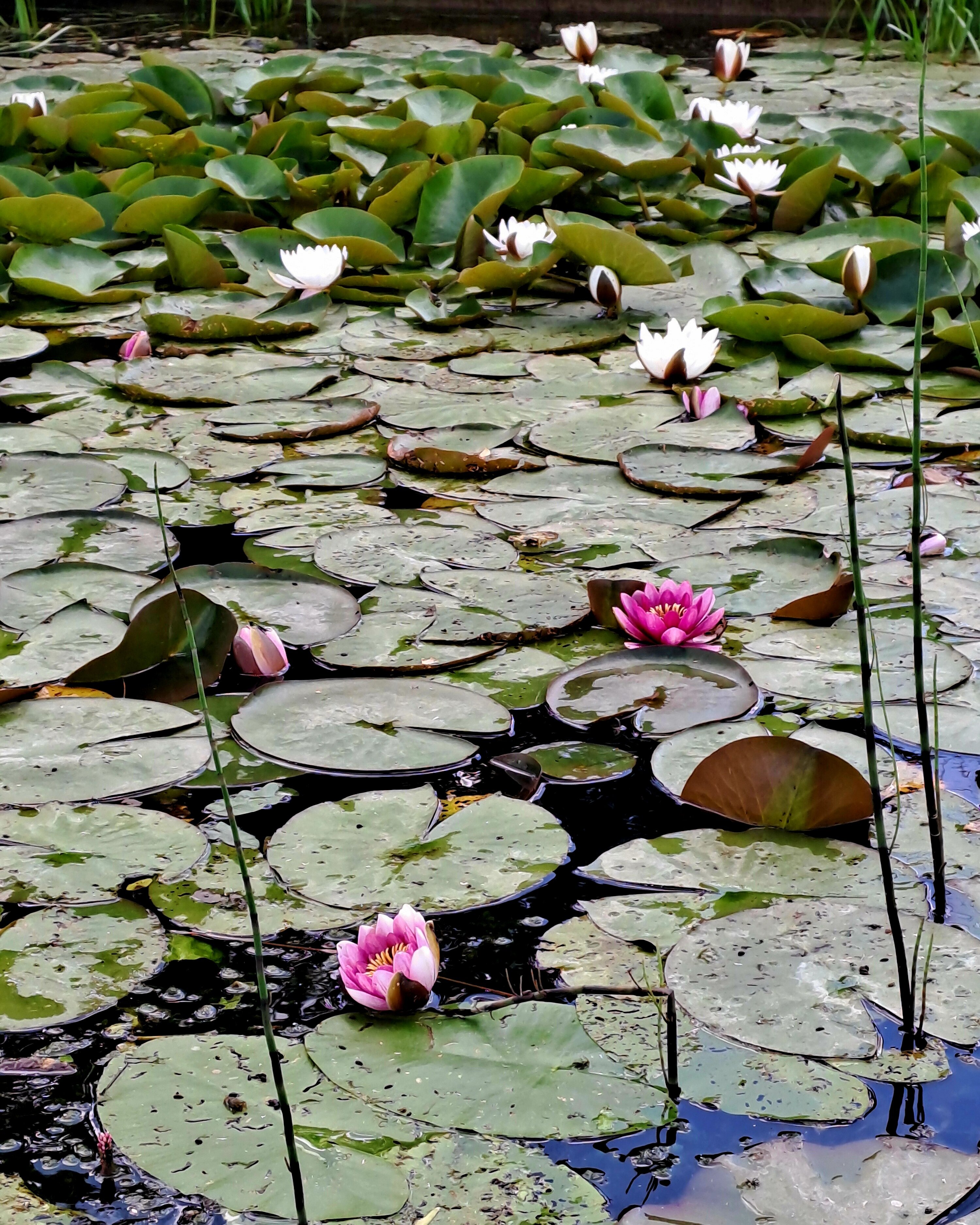 Фото Прованс