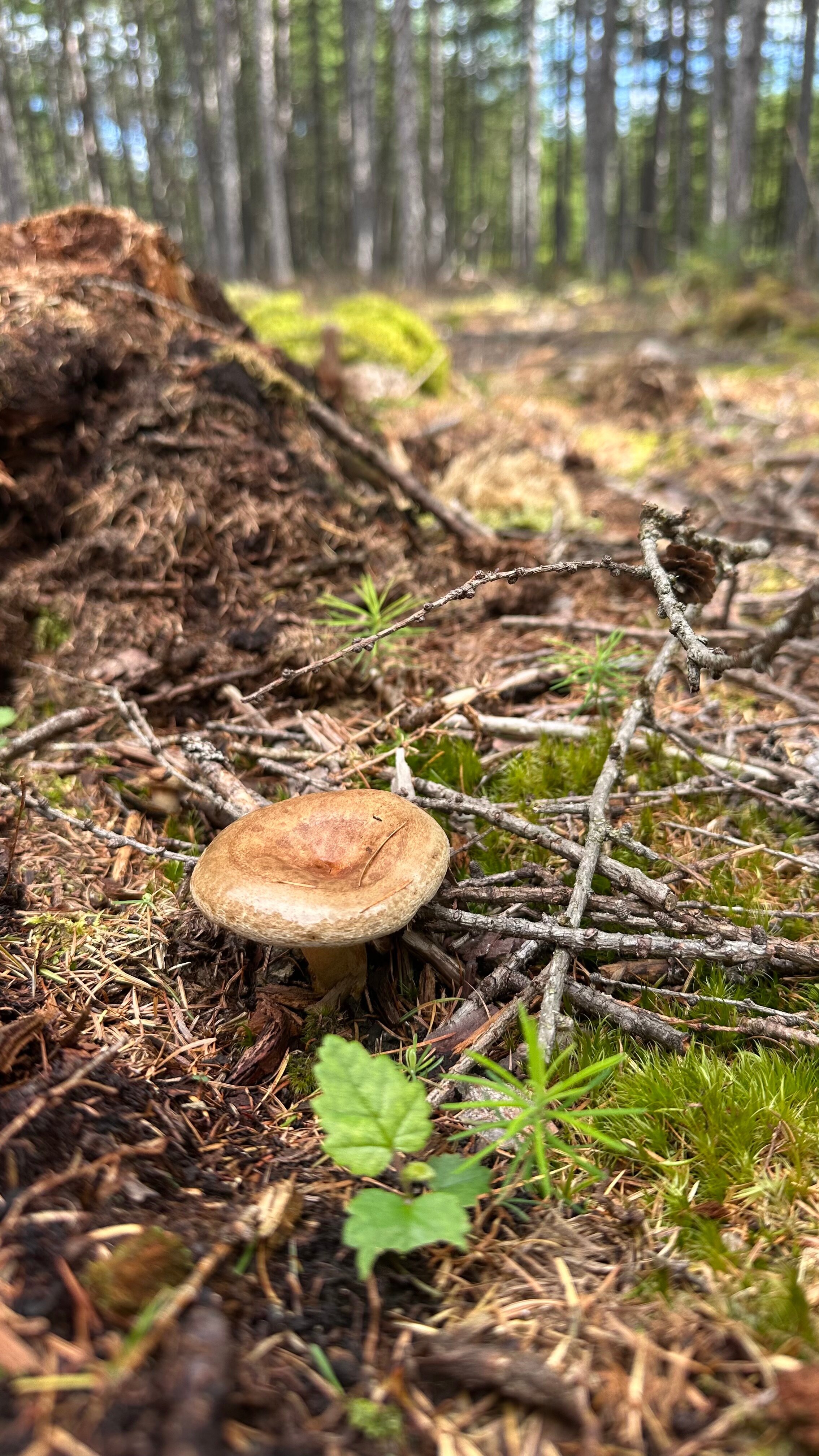 Фото Туристическая деревня Ларга