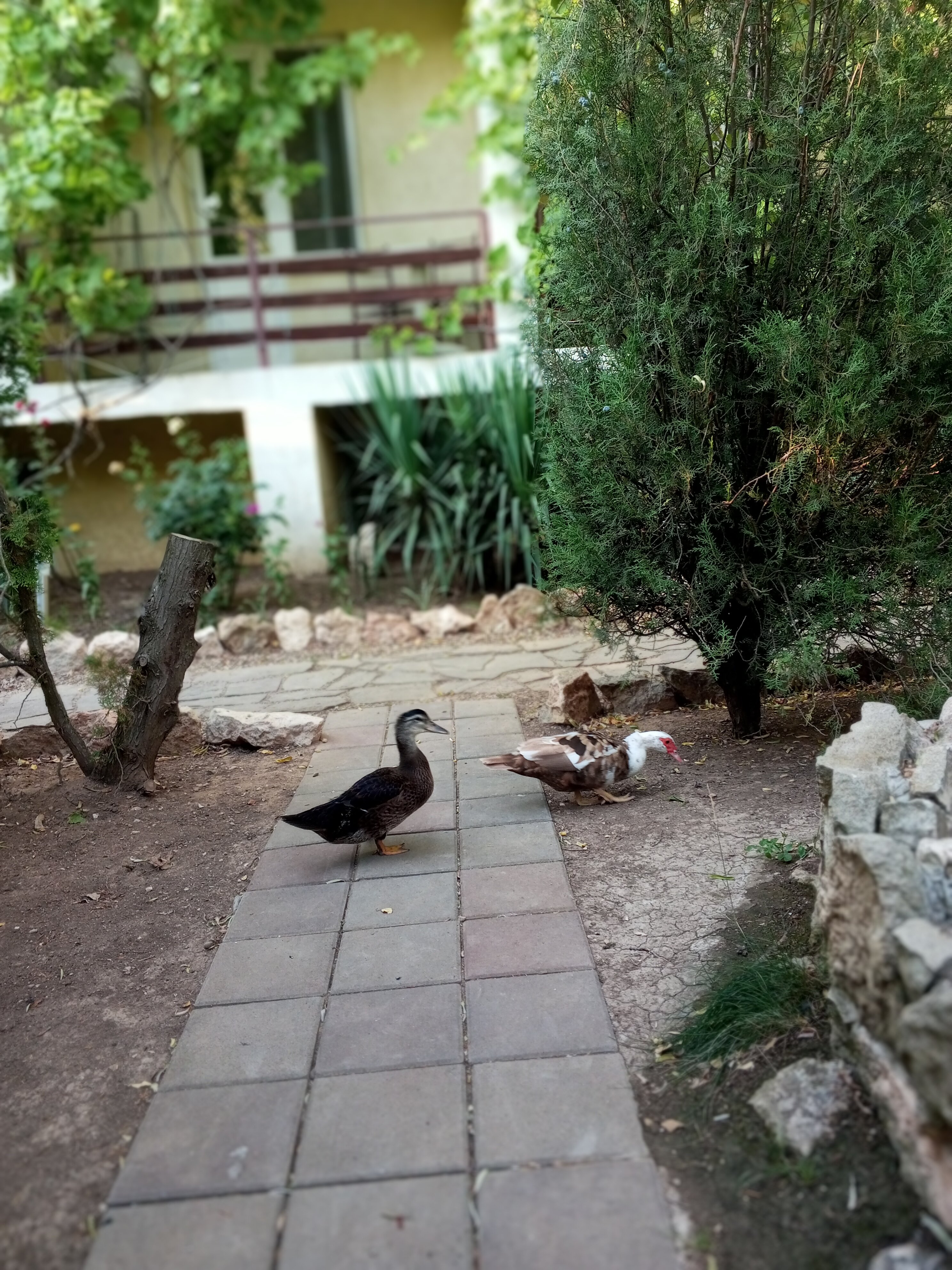 Фото Фрегат