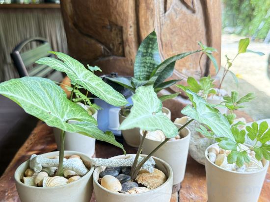 Фото Beluu Sea View Resort