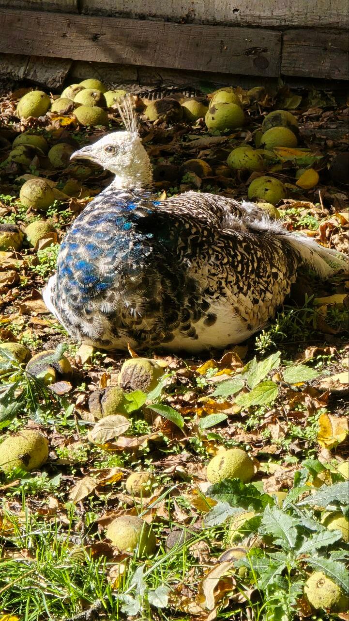 Фото Карасёвка