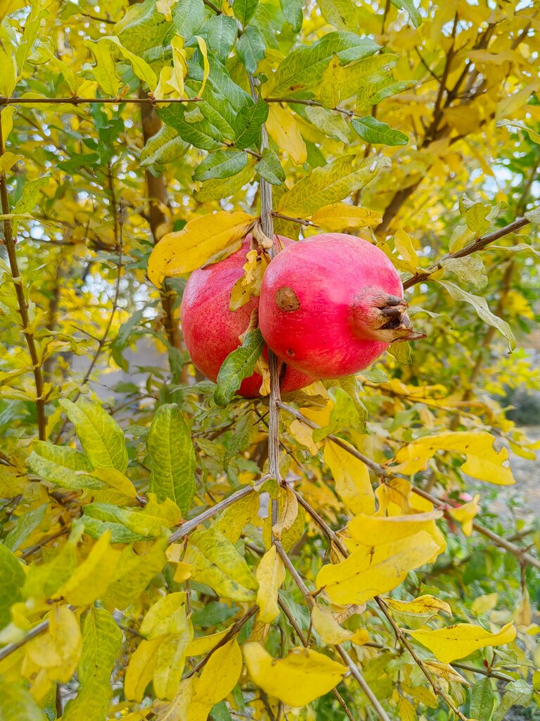 Supermarket Aaa Shopping Center, Karasu, photo