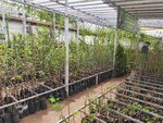 KFKh pitomnik Chuguyeva (posyolok Vishenki, 15), centro de jardinería