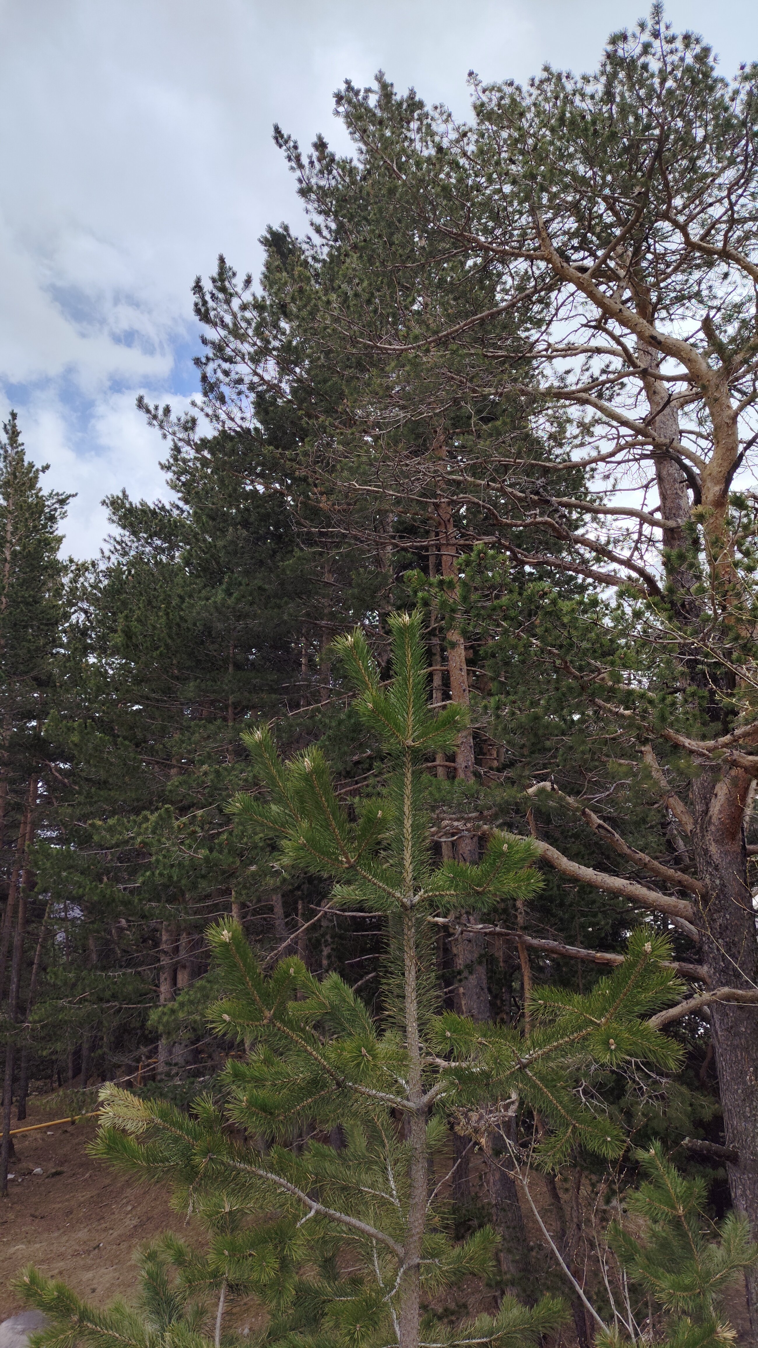 Фото Чыран-Азау