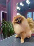Oh My Dog (ulitsa Lenina, 227) ، صالون حيوانات أليفة