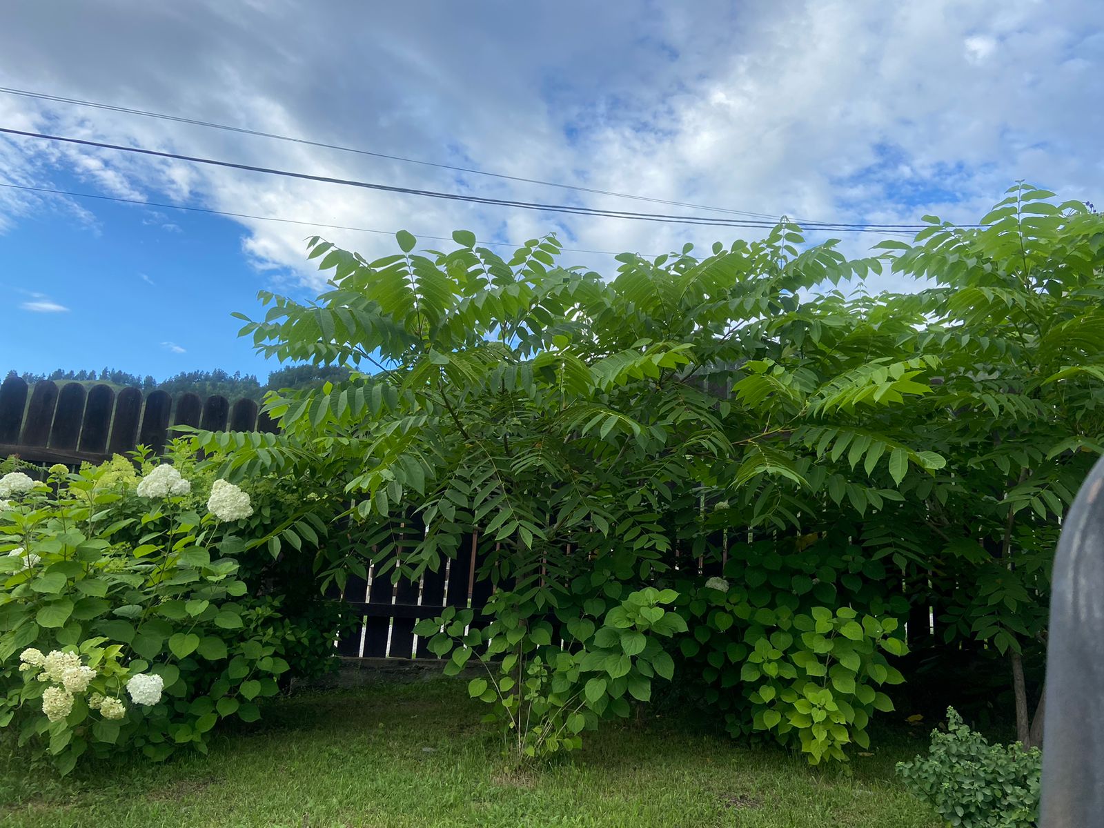 Фото Зеленые горки