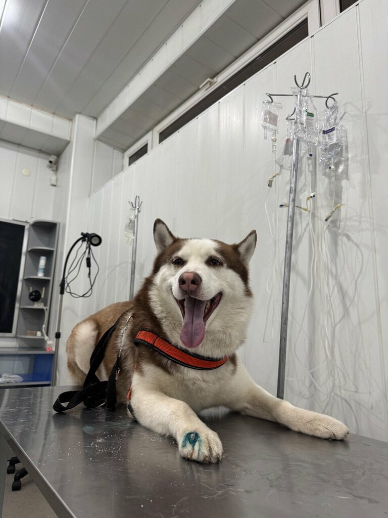 Veterinary clinic New Vet, Yerevan, photo