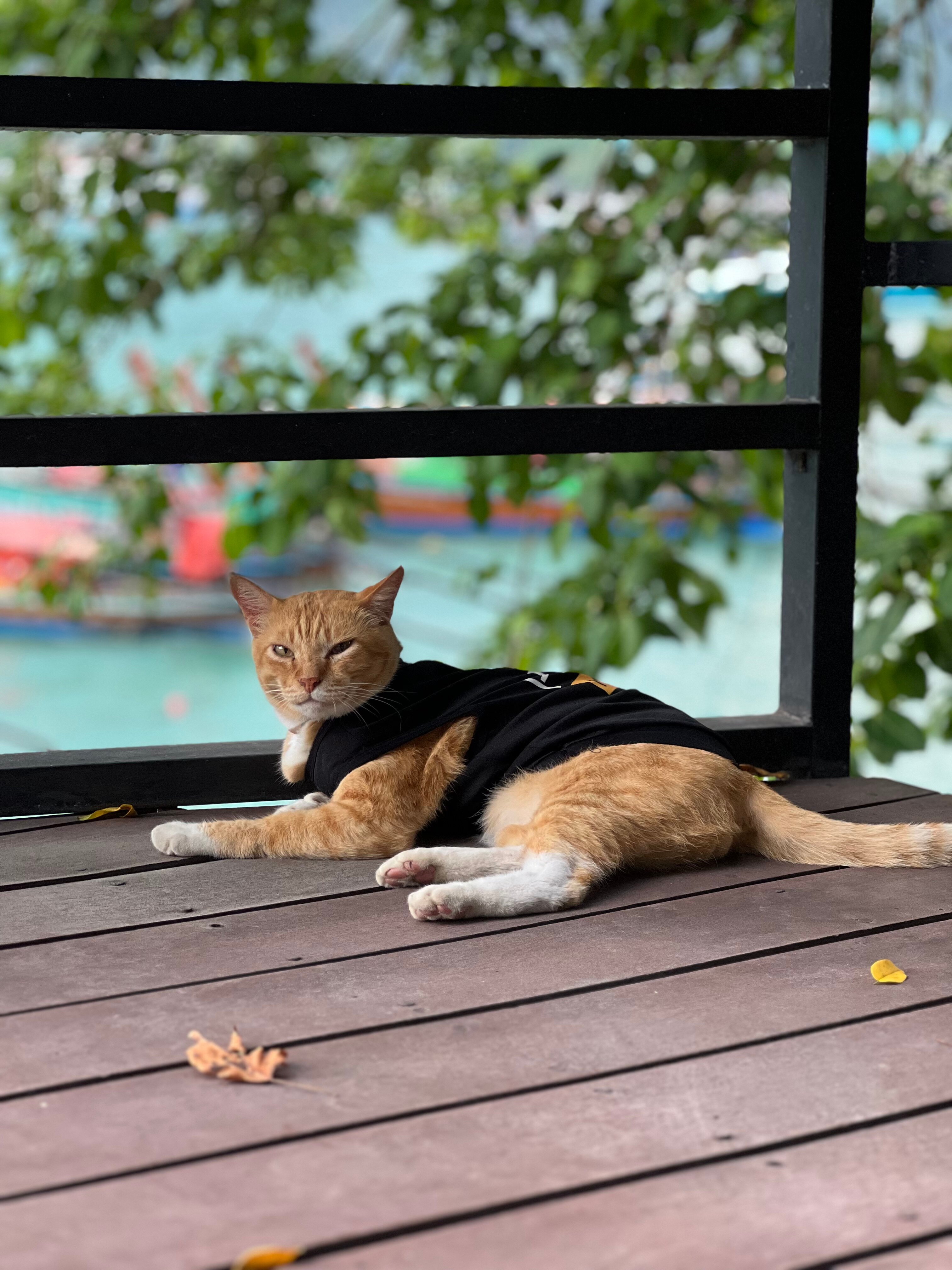 Фото Phi Phi Andaman Resort