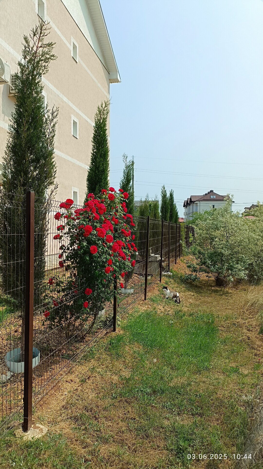 Фото Селена