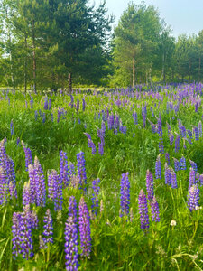 Глэмпинг Nota bene