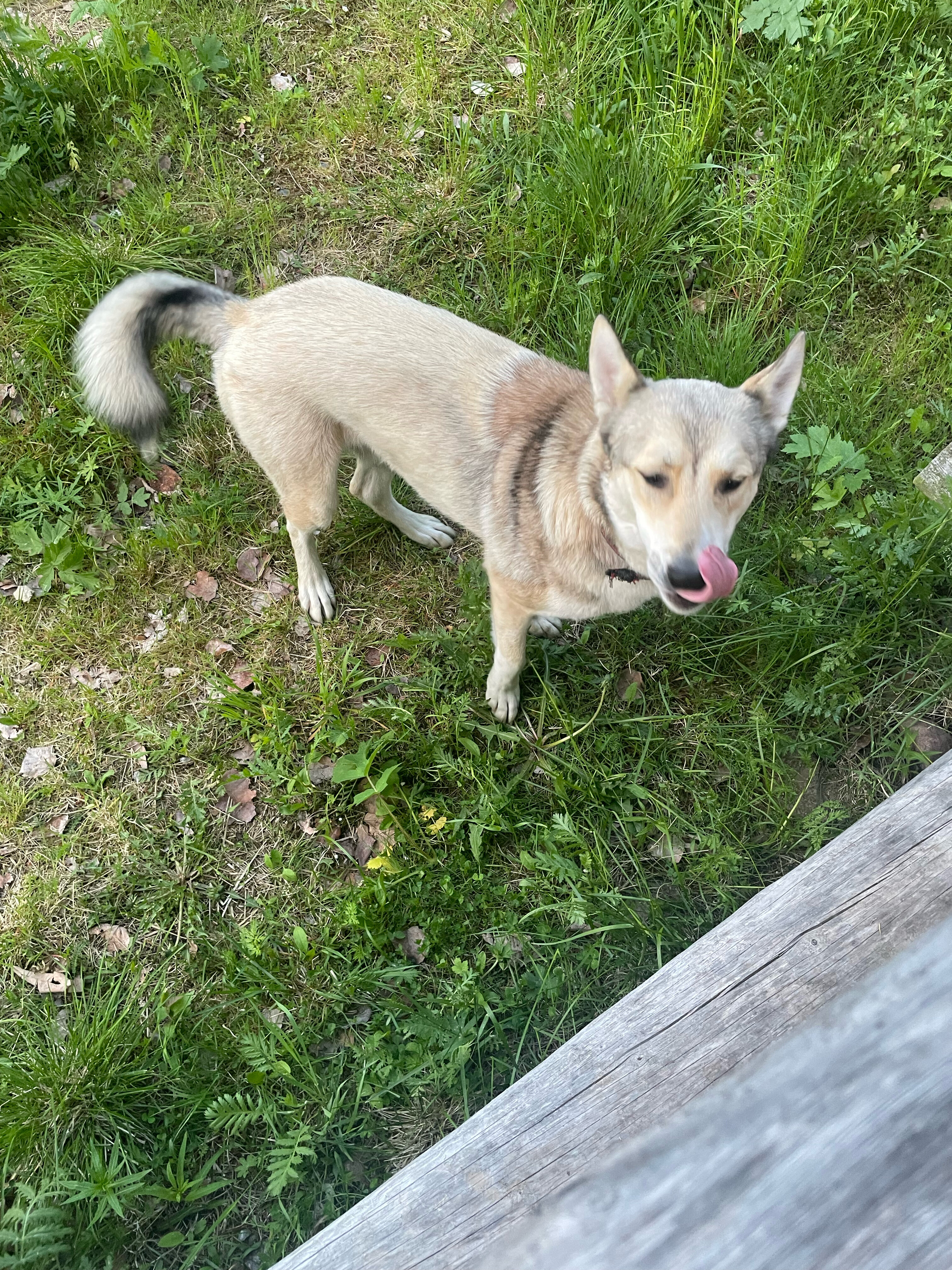 Фото Лось&Мох