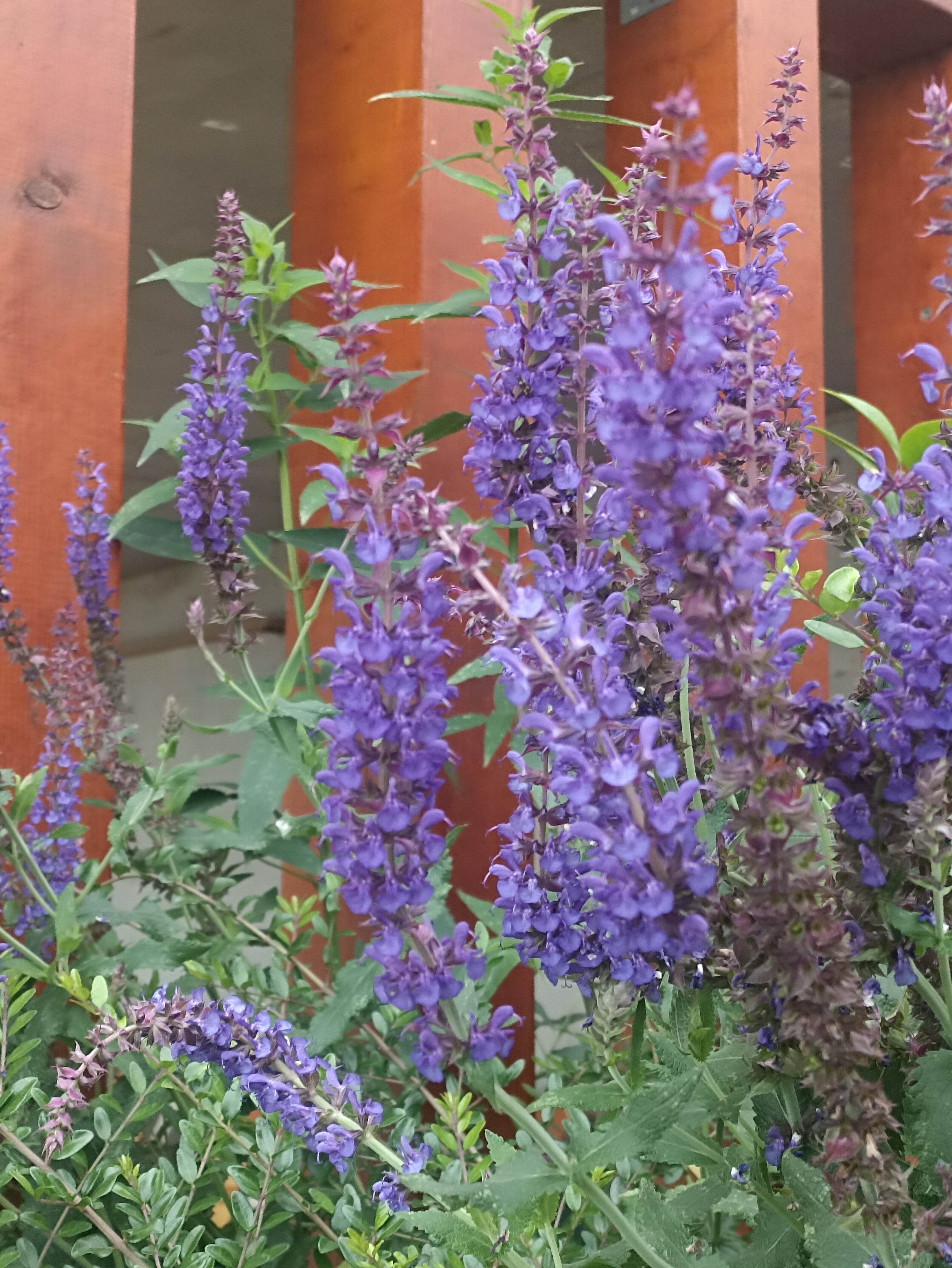 Фото Видисвет