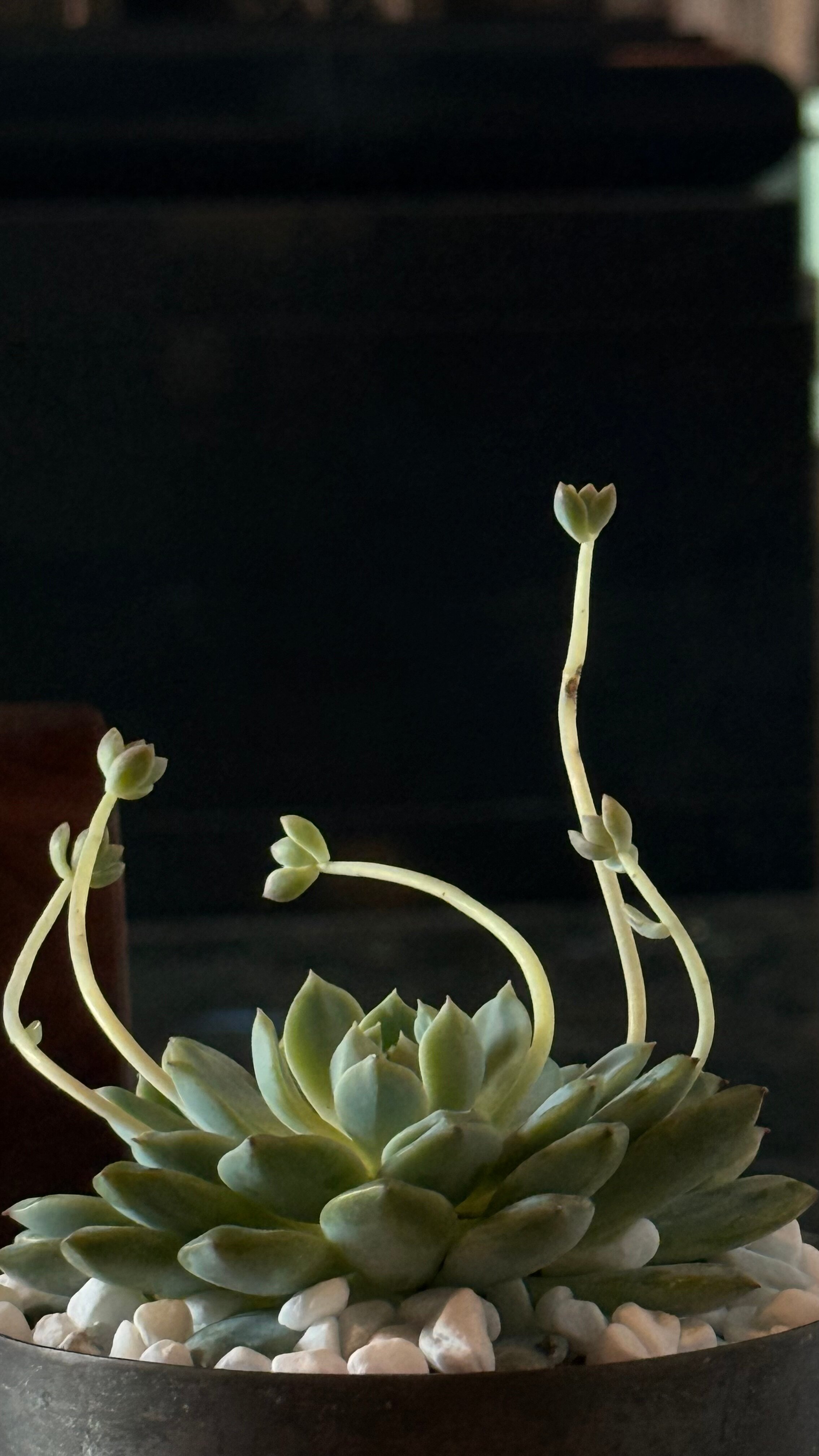 Фото The Apurva Kempinski Bali