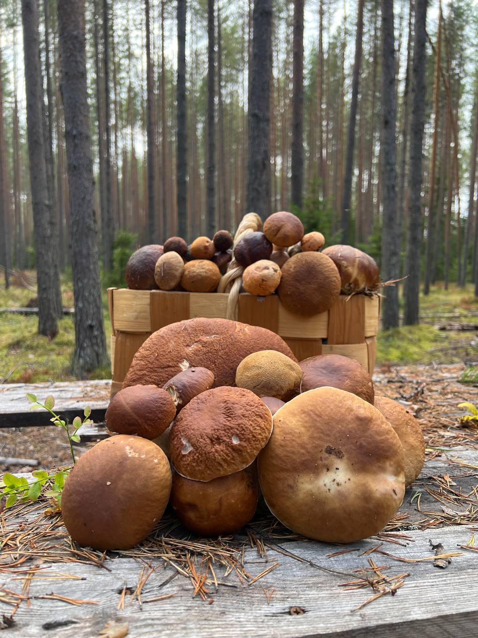 Фото Карьяла Парк