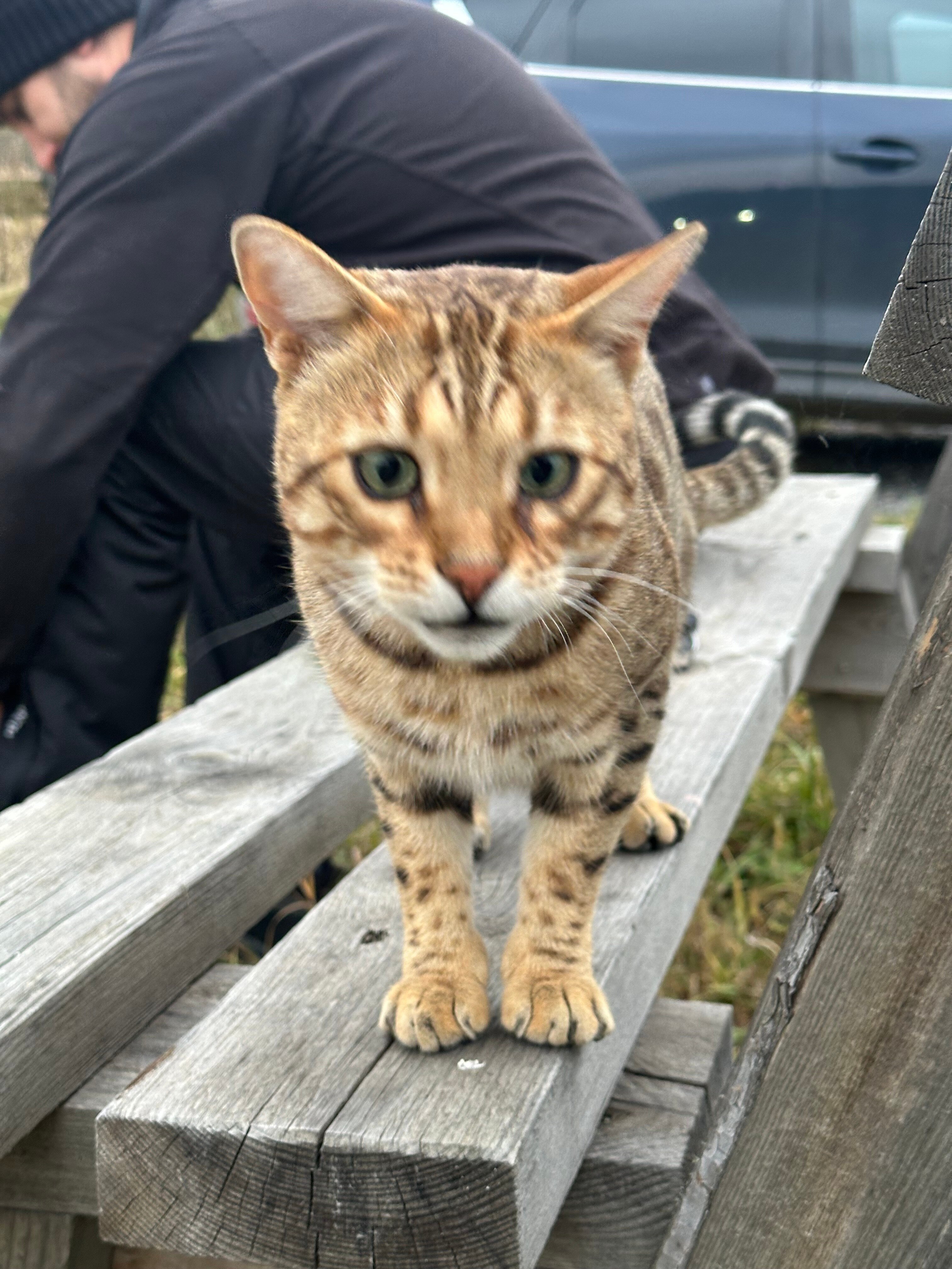 Фото Нургуш