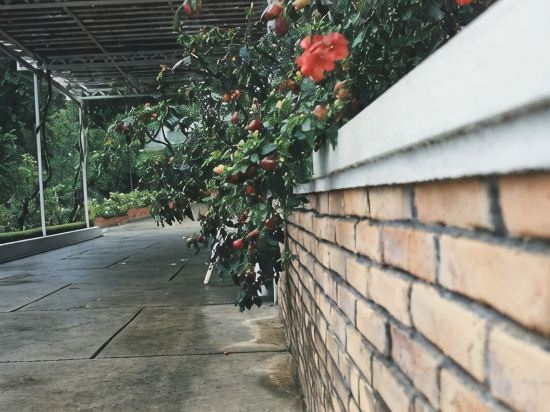 Фото Dalat Terrasse Des Roses Villa