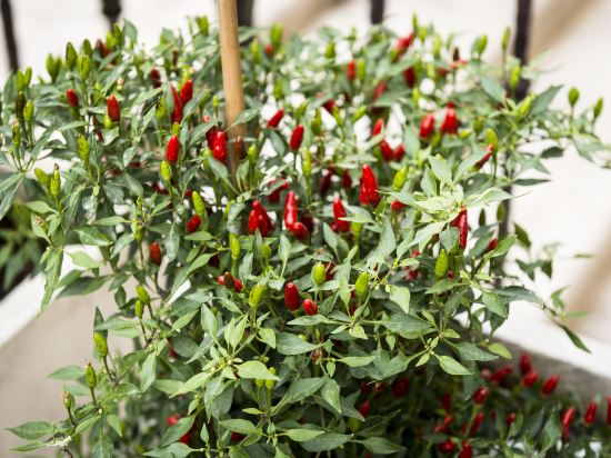 Фото Occidental Aurelia