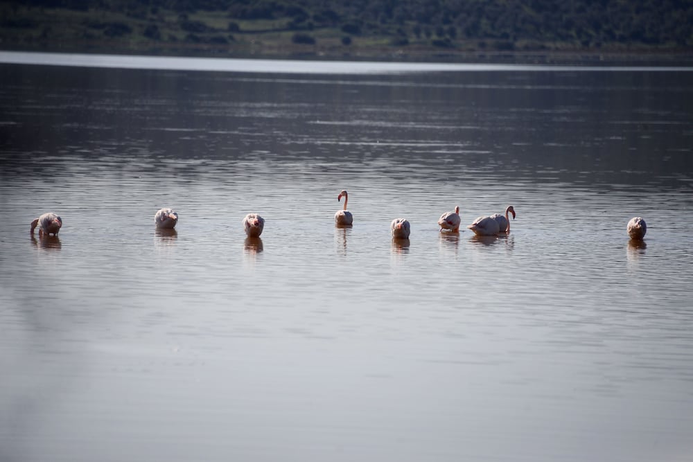 Фото Yalıçapkını Boutique Hotel