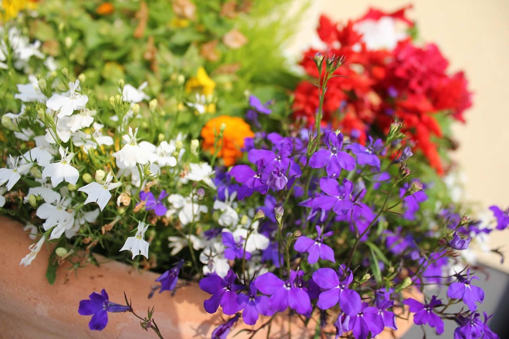 Фото Brentwood Guest House Hotel