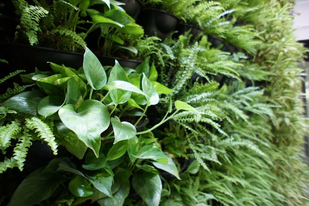 Фото Green Hotel